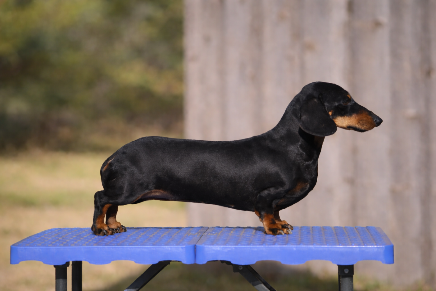 United color marshmallow (Sans Affixe)