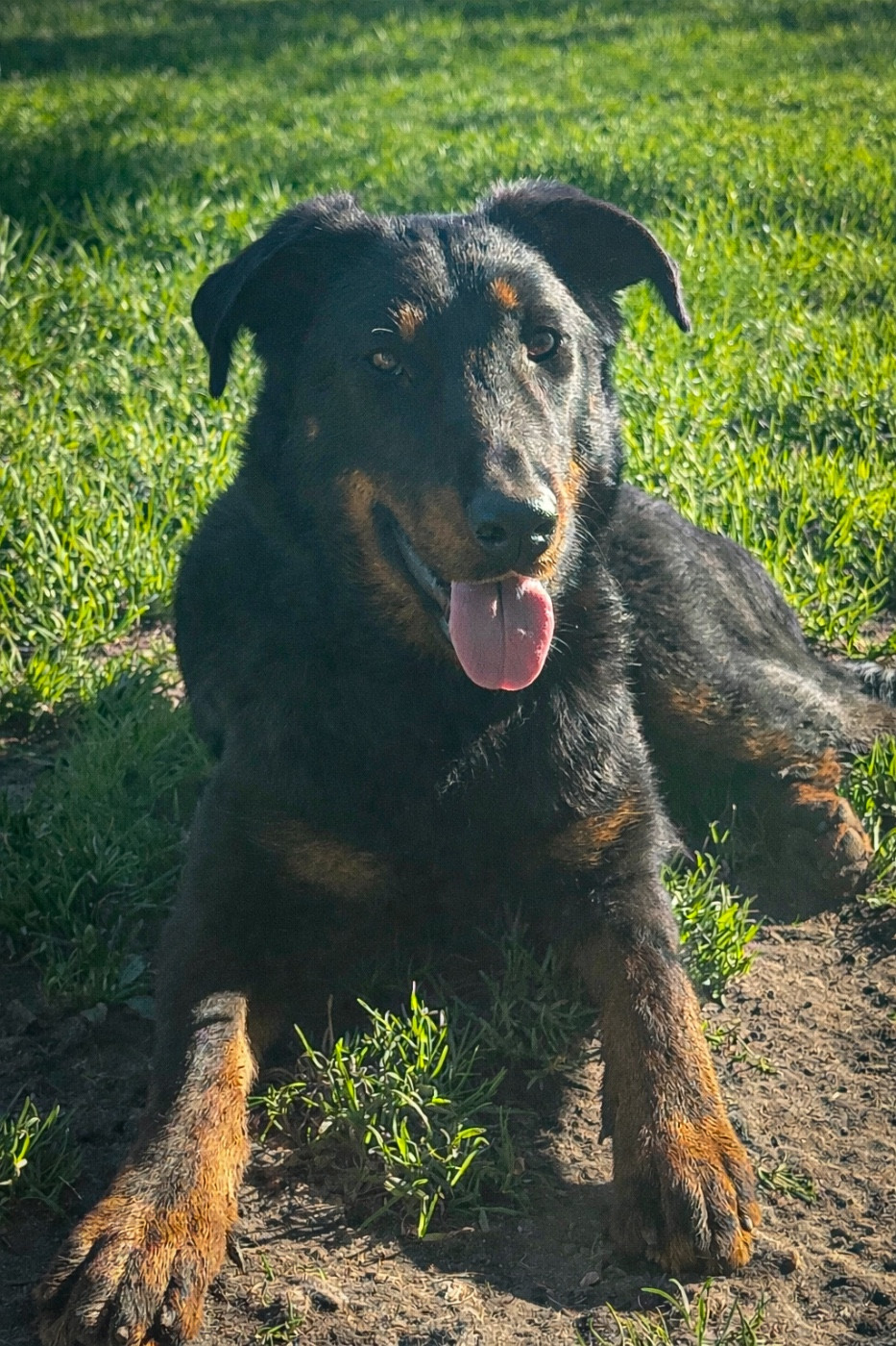 Publication : Des Copains De Ninja 