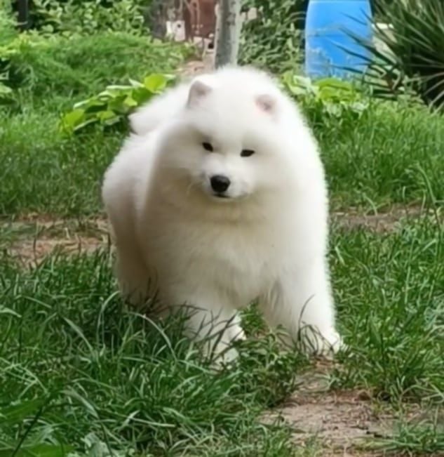 Publication : Du Massif De l'Esterel