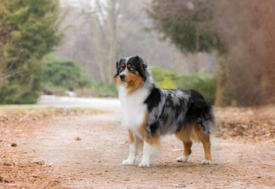 CH. Ardmore legacy kings paws nijani