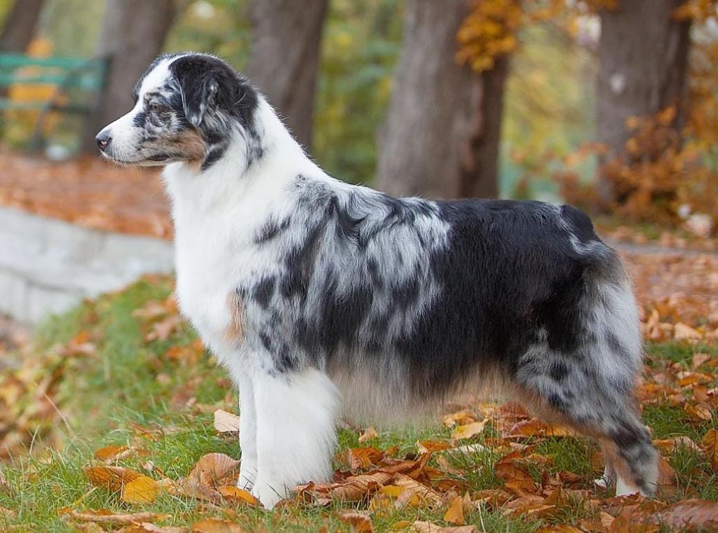 CH. Amazing moonlight seventy seven