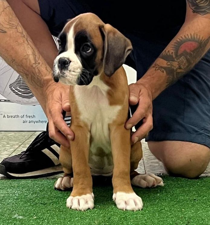 Publication : Dironau