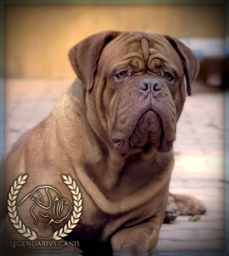 Publication : Legendarivs Canis Auteur : Anthony Fauvel