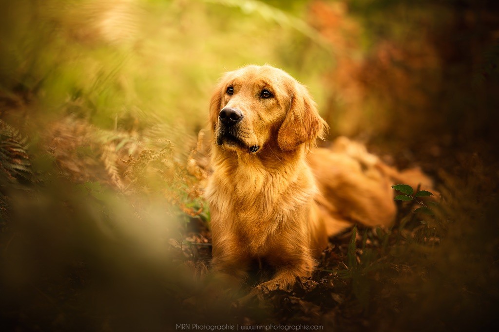 Publication : Of Heemany 