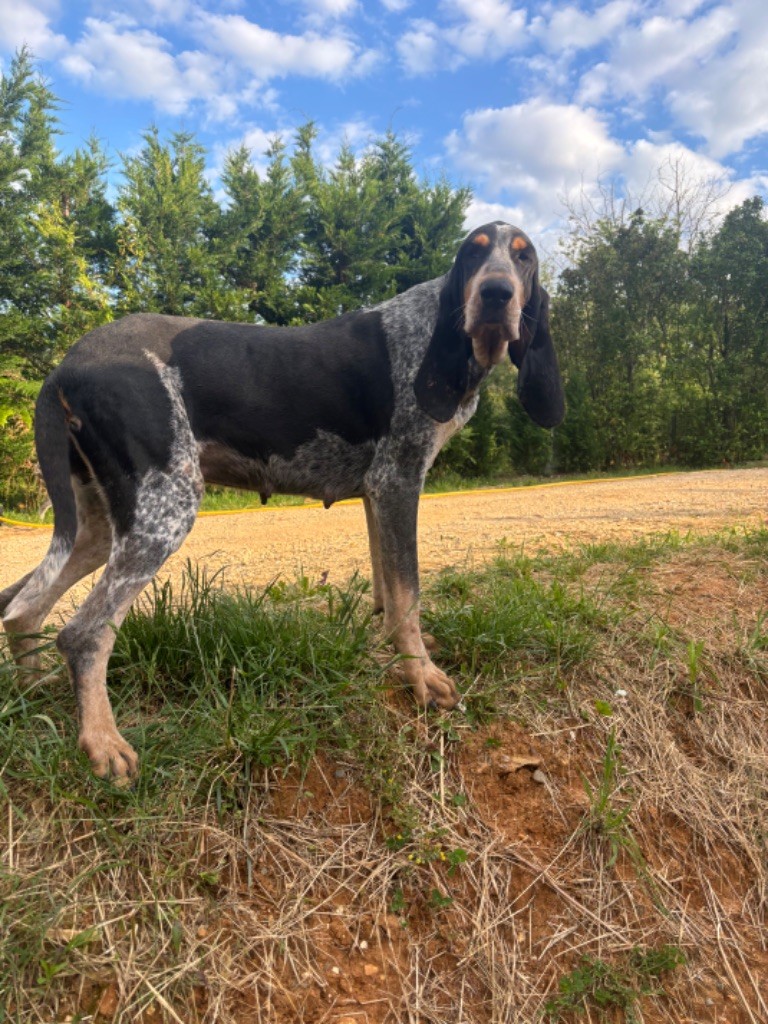 Publication : Des Bleus Du Périgord Noir 