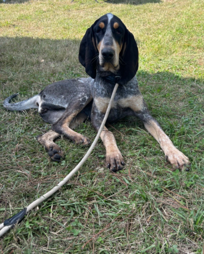 Publication : Des Bleus Du Périgord Noir 