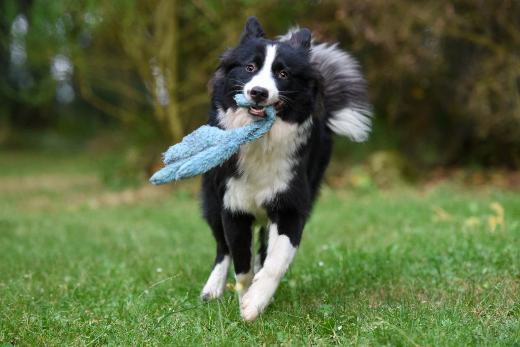 Publication : The Brotherhood Of Shadow Auteur : Laetitia Ruimi