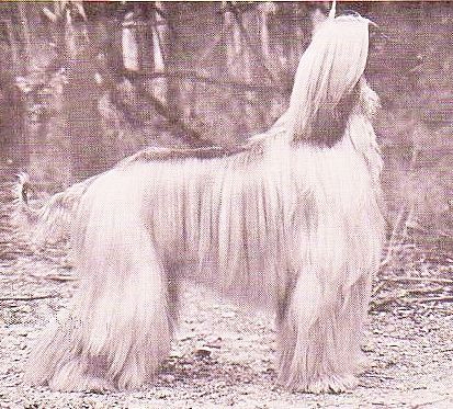 CH. tully's Apollo of chantrey