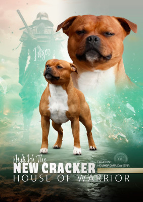 Étalon Staffordshire Bull Terrier - Multi jch. the new cracker House Of Warrior