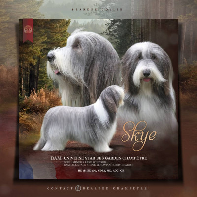 Étalon Bearded Collie - Universe star Des gardes champetres