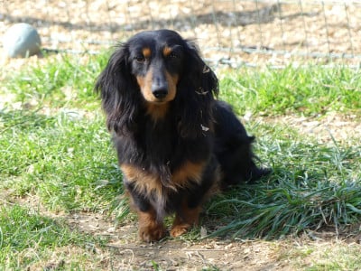 Étalon Teckel poil long - Okay du domaine de luard