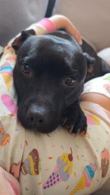 Skady Themorenofamily