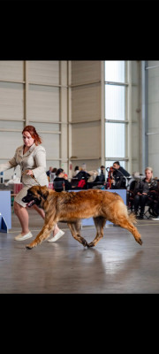 Étalon Leonberger - CH. Vedette d'ares et aphrodite Des Dieux De Sarusi
