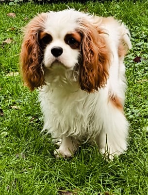 Étalon Cavalier King Charles Spaniel - Ulluco de la Vallée des Corbeaux
