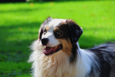 Étalon Berger Australien - Under the light Red Rock River