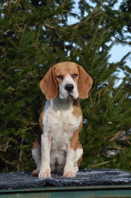 Étalon Beagle - Tempête nocturne Des Gardiens D'Alma