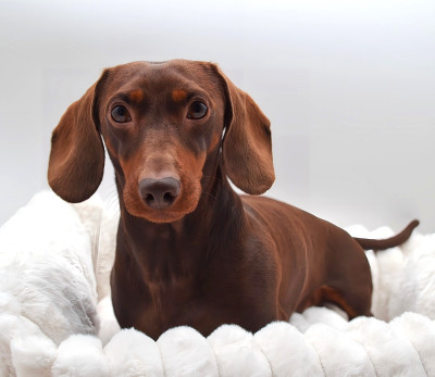 Étalon Teckel poil ras - largoreal Edward excellent