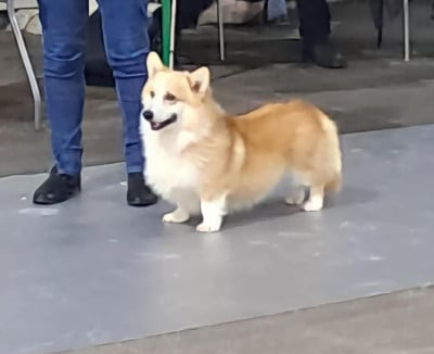 Étalon Welsh Corgi Pembroke - Under siege palatinate pixies