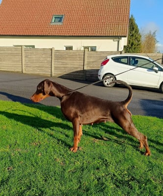 Étalon Dobermann - CH. Int. urban legend du Parc des marais d'Opale