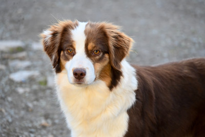Étalon Berger Américain Miniature - Vanilla a the toffee heart Du Domaine Des Perles D'Ambène