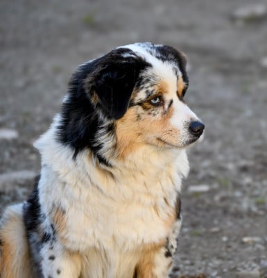 Étalon Berger Américain Miniature - Vogue of fashion Du Domaine Des Perles D'Ambène