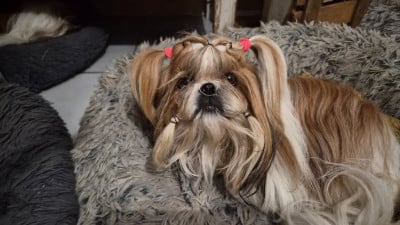 Étalon Shih Tzu - Thalya De Devadurga