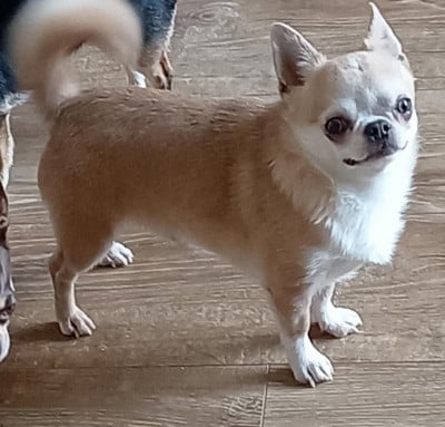 Ulrick Des Esquisses Du Phoenix