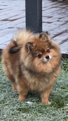 Étalon Spitz allemand - CH. victory’s flame Rainbow shine