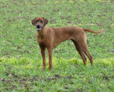Étalon Rhodesian Ridgeback - Ubangui river Des Lionceaux