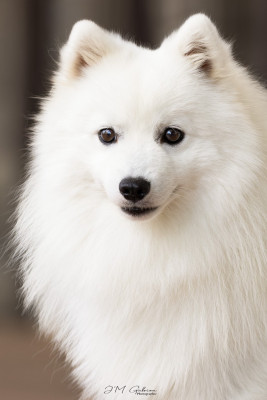 Étalon Spitz japonais - Vascendo stella morningstar Of Fantasia Lover Land