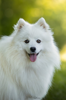 Étalon Spitz japonais - Viktoria milady Of Blue Neverland