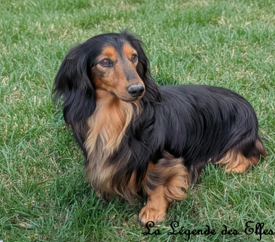 Étalon Teckel poil long - Toulouse lautrec Du Clos Des Bords De Mer