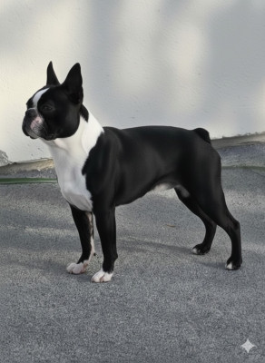 Étalon Boston Terrier - Faraon beauty gremlins