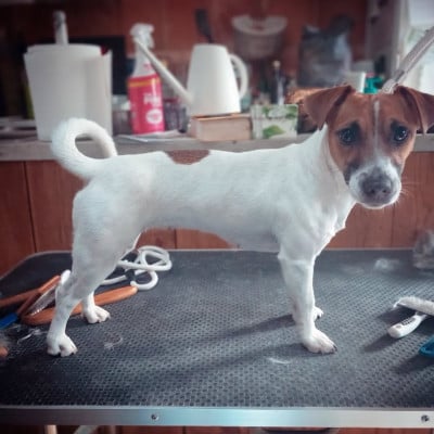 Étalon Jack Russell Terrier - Valkyrie luna queen De La Poirodiere