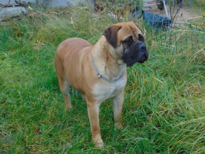 Étalon Bullmastiff - Valhalla nikobull's de la vallee des trois z