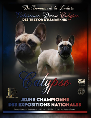 Étalon Bouledogue français - Victorieuse déesse calypso Des Trez'or D'hamarkhis