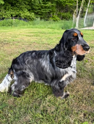 Étalon Cocker Spaniel Anglais - Urssaf de la P'tite Mosellane