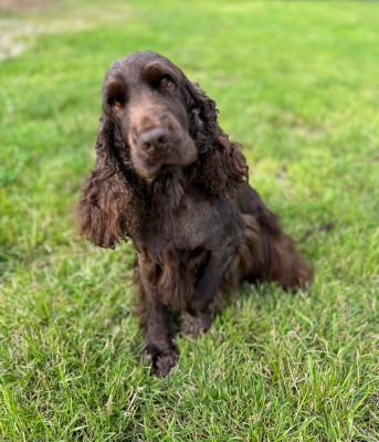 Étalon Cocker Spaniel Anglais - Toutoune De La Rose Anglaise