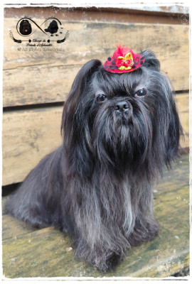 Étalon Shih Tzu - Voilactée'galaxie Du Paradis D'Aphrodite