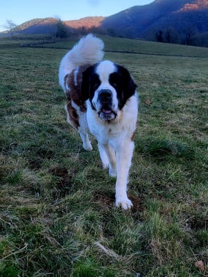 Étalon Chien du Saint-Bernard - Volenn Des Bauges De La Vallière