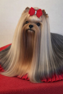 Étalon Yorkshire Terrier - Unica usha forever and ever De L'eden Argente