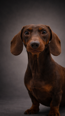 Étalon Teckel poil ras - largoreal Edward excellent