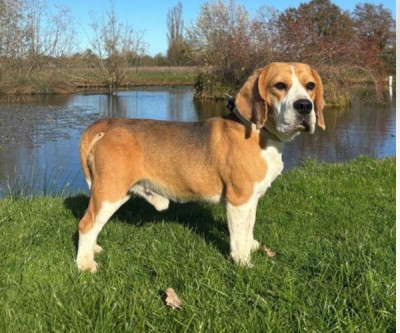 Étalon Beagle - Twiny de la vallée du grand loup