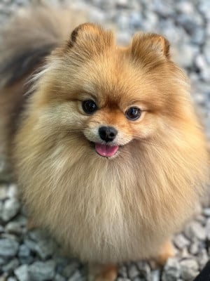 Étalon Spitz allemand - Shanel D'Obreika