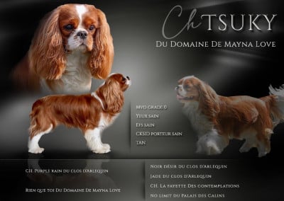 Étalon Cavalier King Charles Spaniel - CH. Tsuky Du Domaine De Mayna Love