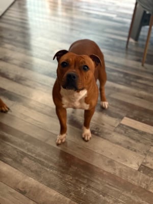 Étalon Staffordshire Bull Terrier - Urus Of Loveur Stafford