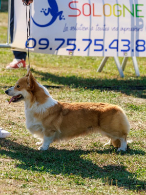 Étalon Welsh Corgi Pembroke - Terre-du-milieu galadriel du Domaine D'Arinella Bianca