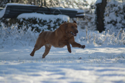 Étalon Labrador Retriever - Belniden legacy of cablea
