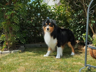 Étalon Berger Australien - Pikkoro San Pike Du Petit Mont D'éden
