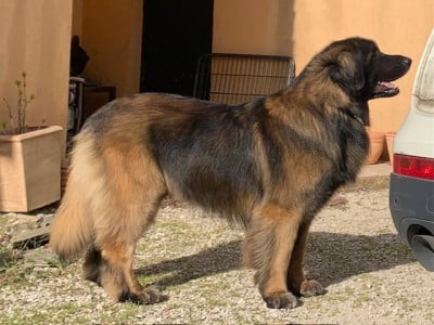 Étalon Leonberger - CH. Sherman-Darwin De Kerfenec